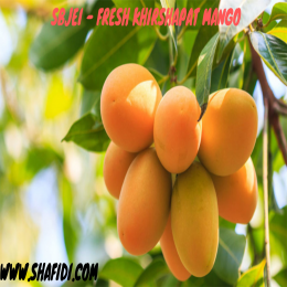 SBJEI -FRESH KHIRSHAPAT MANGO